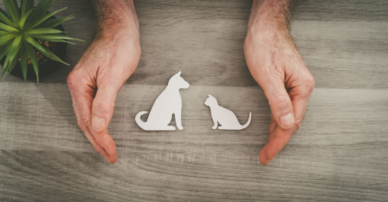 What Is Pet Insurance and Why Should You Get It?